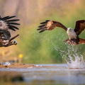 Black Kite (Milvus migrans) + Brahminy Kite (Haliastur indus), Vetnai, Ganjam district, Odisha, India